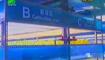 掀開植物工廠的智慧面紗 三安植物照明工廠項(xiàng)目本月底投產(chǎn)，引領(lǐng)現(xiàn)代農(nóng)業(yè)新篇章